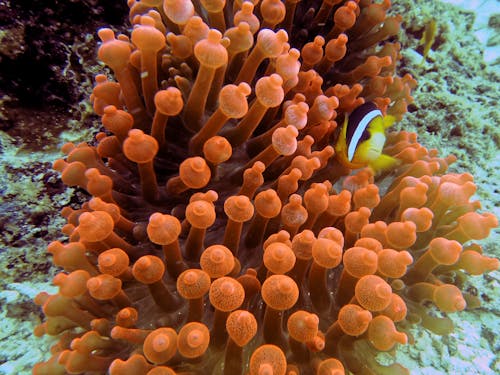 Coral Reef Under Water