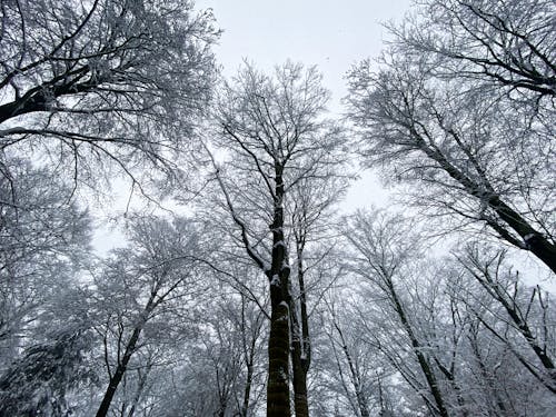 Low-Angle Shot of Snowy Trees in the Forest