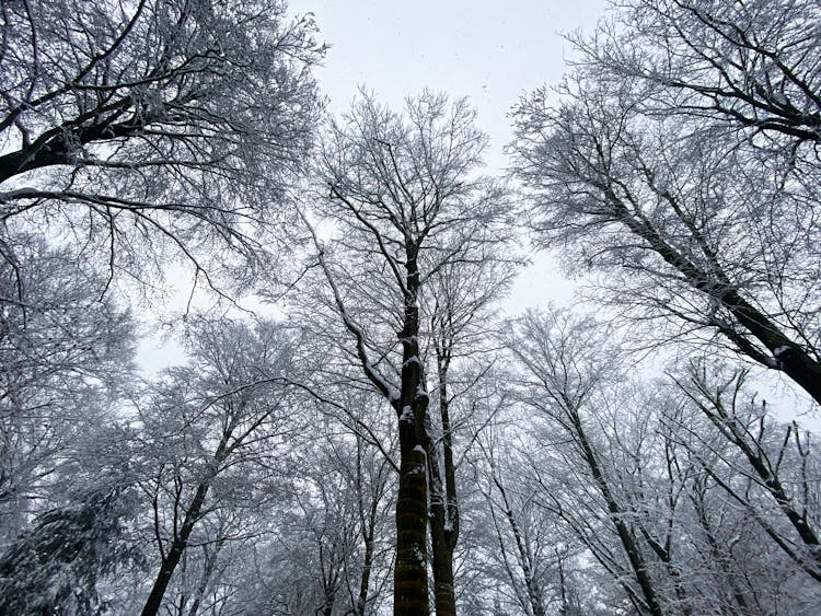 Low-Angle Shot Of Snowy Trees In The Forest