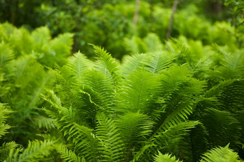 Close-up of Bright Green Fern in a Forest 