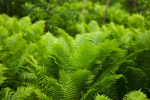 Foto stok gratis Daun-daun, flora, hijau terang