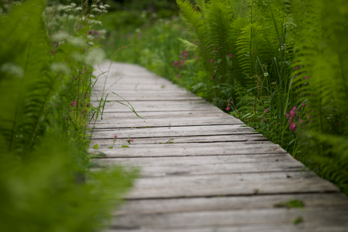 Free A tranquil wooden pathway surrounded by vibrant green ferns and wildflowers in summer. Stock Photo