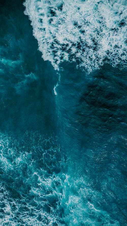 Plants on Sea Bottom