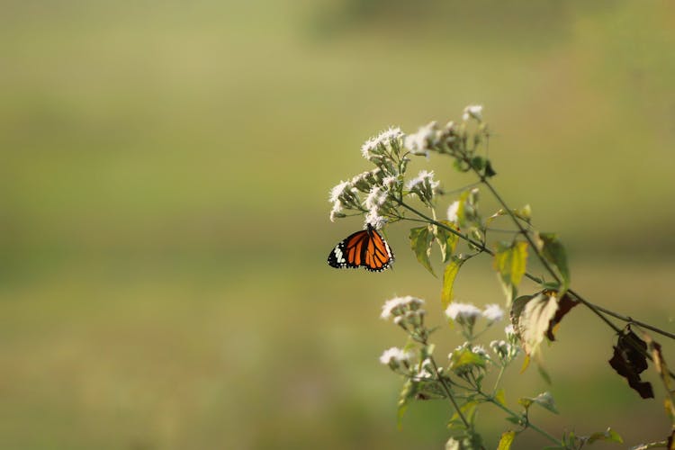 Butterfly On A Flower