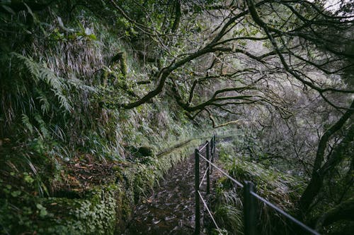 Trail in a Rainforest 