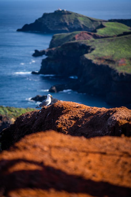 Close-up of a Seagull Sitting on a Cliff 