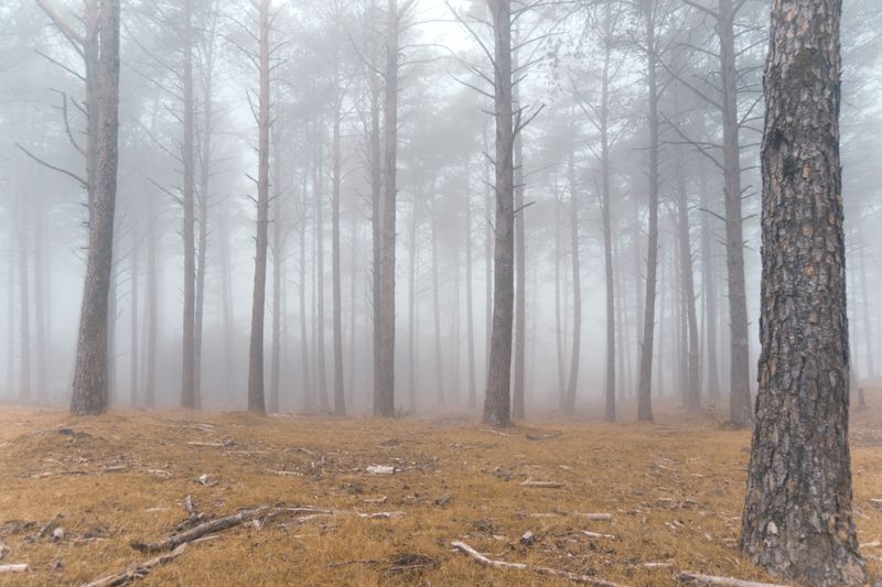 Serene autumn forest in fog — photo by Martin G on Pexels