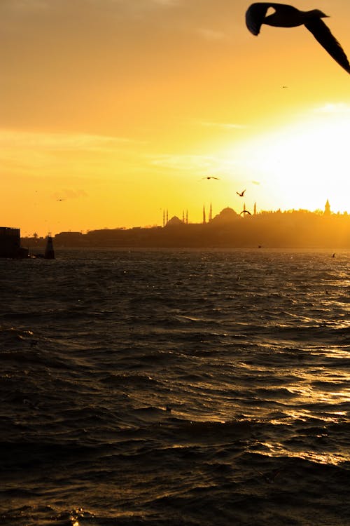 Imagine de stoc gratuită din curcan, fotografiere verticală, Istanbul