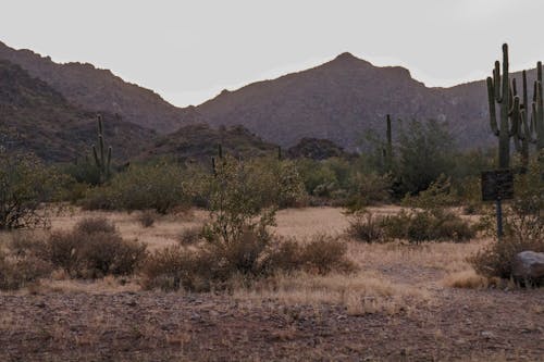 Foto stok gratis Arizona, gunung, gurun pasir