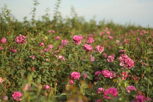 Foto stok gratis bunga-bunga merah muda, hijau, mawar