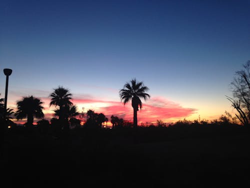 Gratis lagerfoto af blå himmel, palmetræ, skyline
