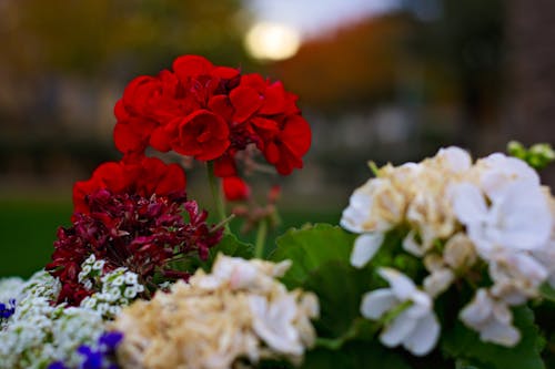 beyaz, Çiçekler, kırmızı içeren Ücretsiz stok fotoğraf