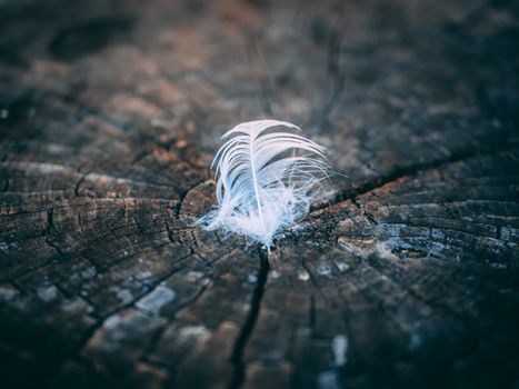 A soft white feather rests gently on a textured tree stump, showcasing nature's delicate beauty.