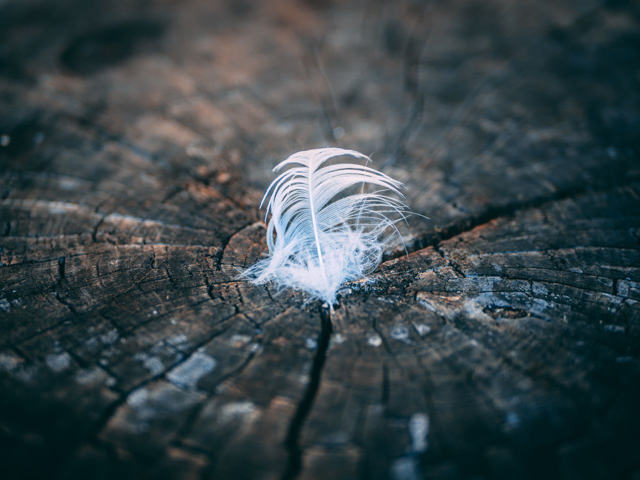 a soft white feather rests gently on a textured tree stump showcasing