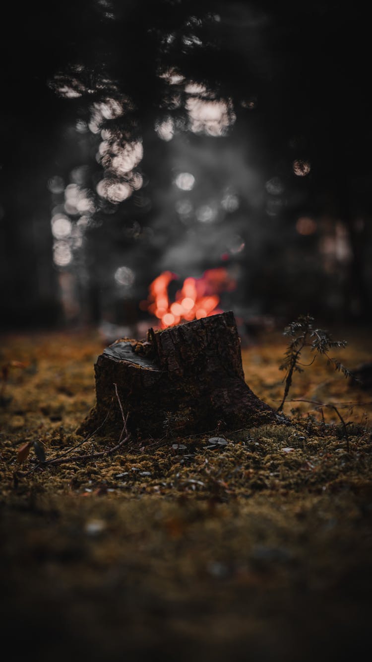 Tree Stump Near The Campfire