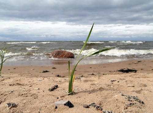 Immagine gratuita di mare, onde, sabbia