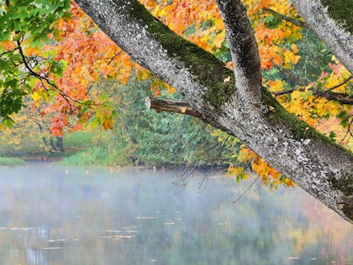 Immagine gratuita di autunno, fiume, foglie autunnali