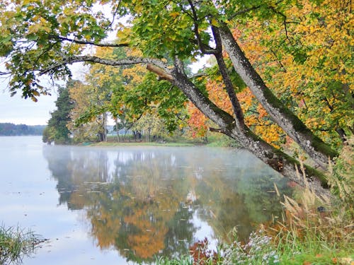 Immagine gratuita di autunno, fiume, foglie