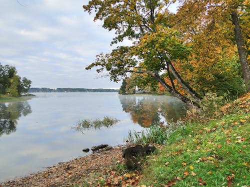 Immagine gratuita di autunno, fiume, foglie