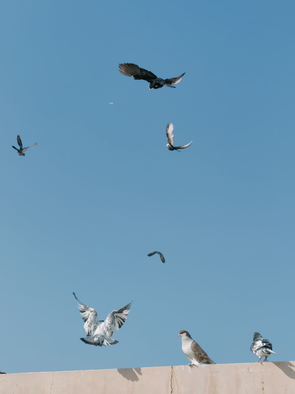 Birds Flying in Octagonal Atrium Under Blue Sky · Free Stock Photo