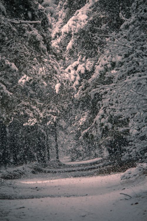 Free A serene snowy forest pathway during winter in Lommel, Flanders. Perfect for winter landscape lovers. Stock Photo