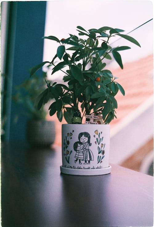 Green Plant on White Pot