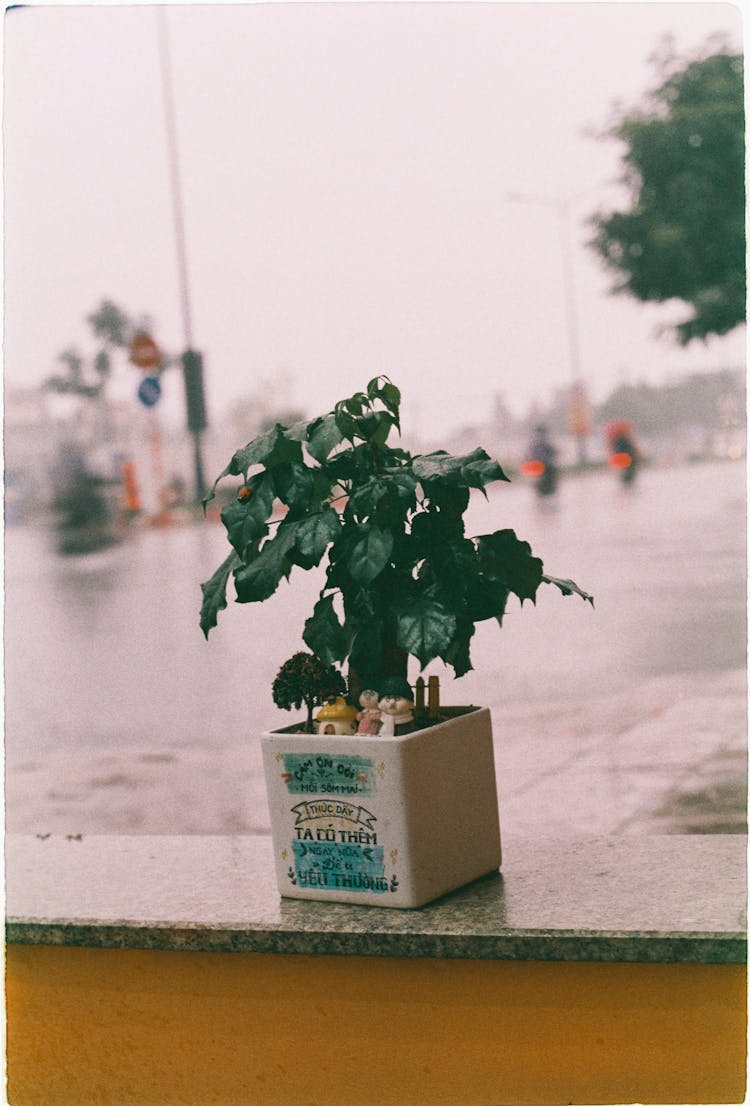 Green Plant On White Pot