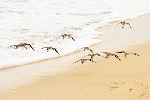 Birds Flying over Beach