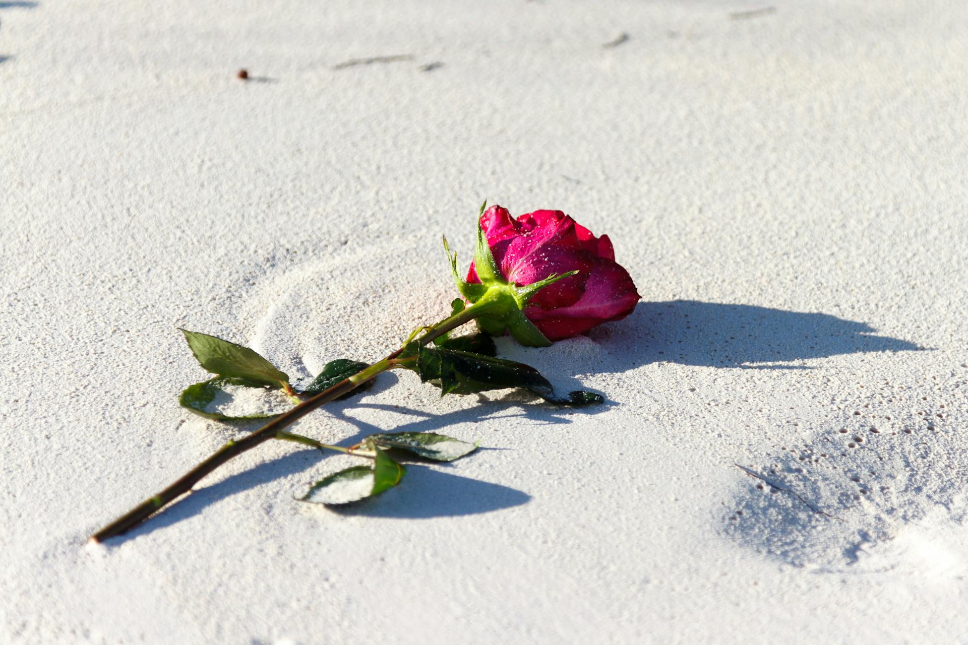 Free stock photo of beach, blooming, bud