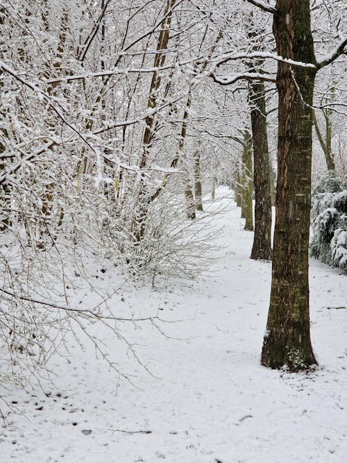 Darmowe zdjęcie z galerii z drzewa, duże opady śniegu, natura