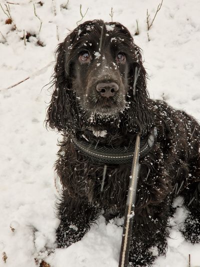 Spaniel sitting in fresh snow — Anouk Augustin on Pexels