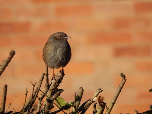 คลังภาพถ่ายฟรี ของ aves, dunnock, การถ่ายภาพนก
