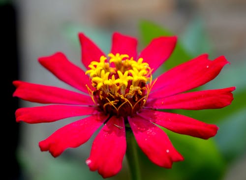 Free stock photo of flower, macro photography, redflower