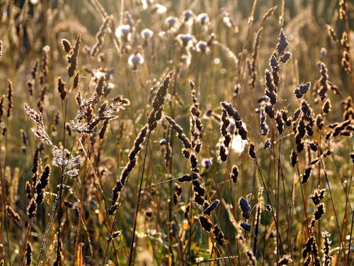 Immagine gratuita di agricoltura, attraente, erba