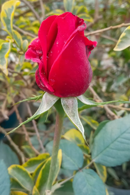 Free Red Rose  Stock Photo