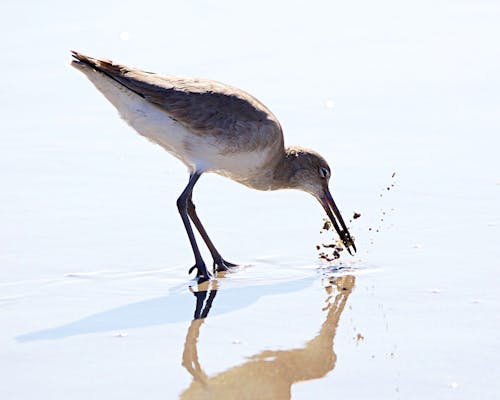 Close-Up Shot of a Willet 