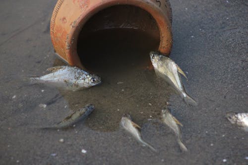 Free stock photo of catching fish, fish bowl, fish trap