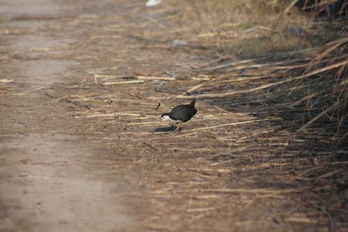 Free stock photo of bird colony, birds, birds eye view