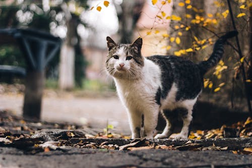 Close Up Photo of a Cat