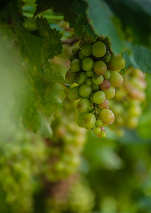 Close Up Photo of Grapes