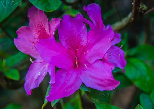 バラ, ピンクの花の無料の写真素材
