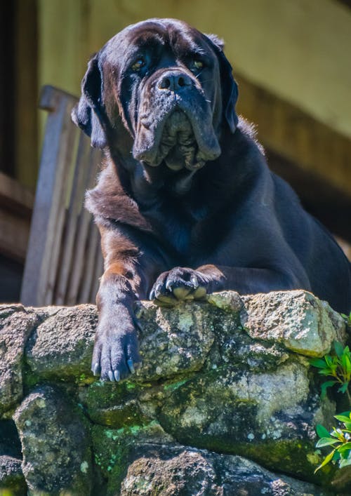 Foto d'estoc gratuïta de casa de pedra, gos