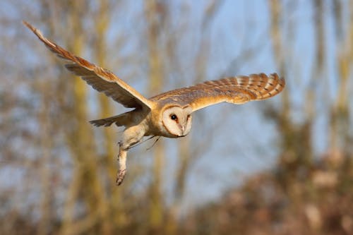 Photograph of a Barn Owl Flying