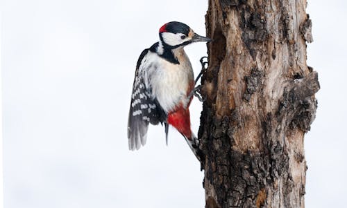Close-Up Shot of a Great Spotted Woodpecker Ardennes on the Tree Trunk