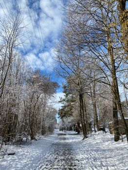 A serene snowy pathway through a winter forest with clear blue skies.