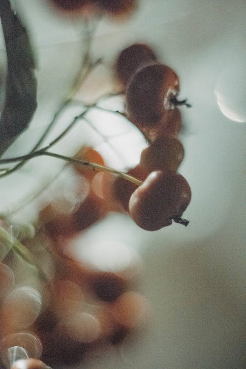 Close up of Blurred Berries