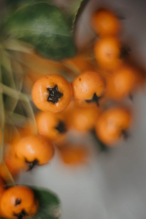 Berries and Leaf