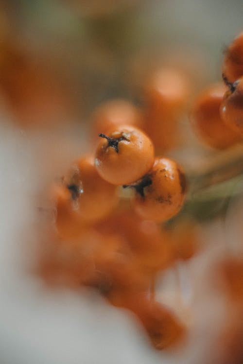 Ilmainen kuvapankkikuva tunnisteilla appelsiini, botaniikka, epätarkka