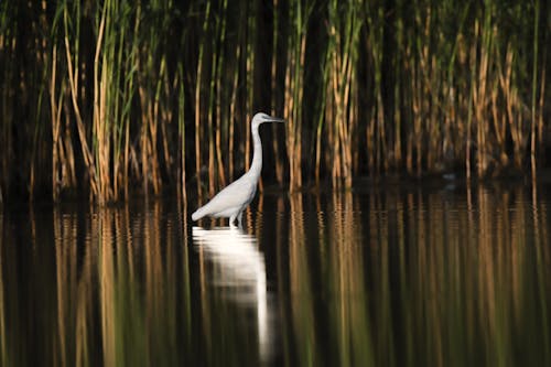 Immagine gratuita di animale, animall, bellezza della natura