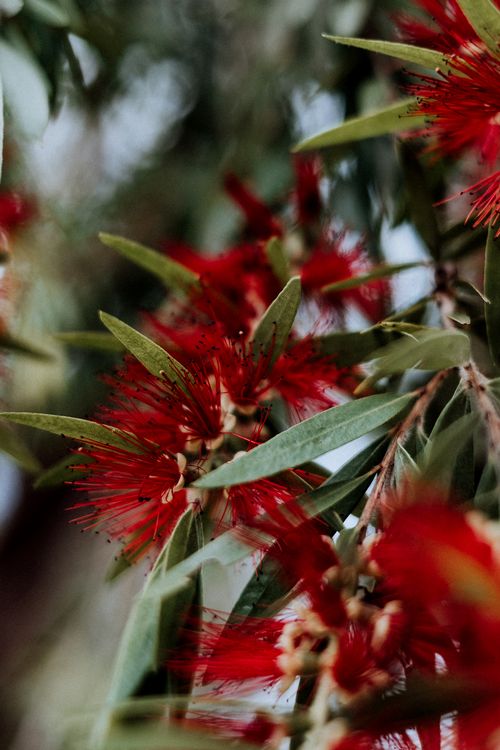Free Close-up of vibrant red bottlebrush flowers with green leaves in Tanabi, Brazil. Stock Photo
